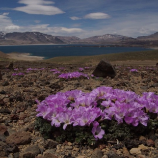 Oxalis adenophylla